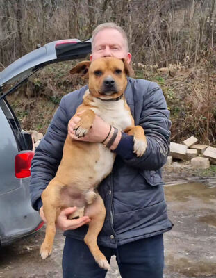 Meddo möchte Teil IHRER Familie werden, Mischling - Rüde