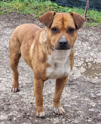 Meddo möchte Teil IHRER Familie werden, Mischling - Rüde