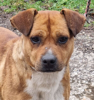 Meddo möchte Teil IHRER Familie werden, Mischling - Rüde