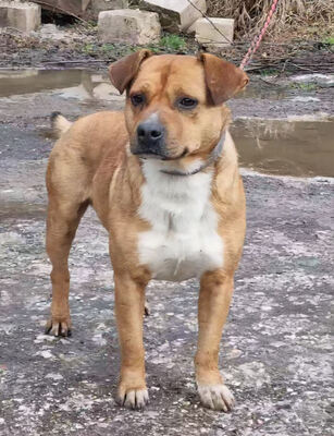 Meddo möchte Teil IHRER Familie werden, Mischling - Rüde