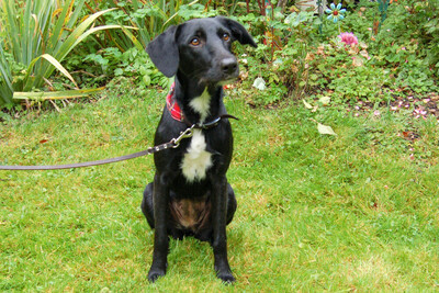 Mediie, Mischling Welpen - Hündin