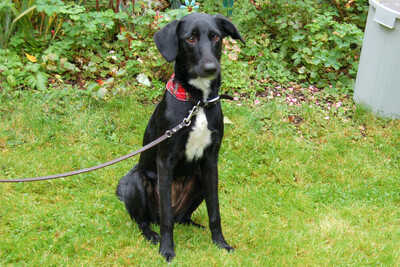 Mediie, Mischling Welpen - Hündin