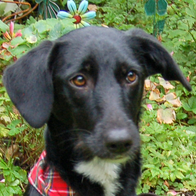 Mediie, Mischling Welpen - Hündin