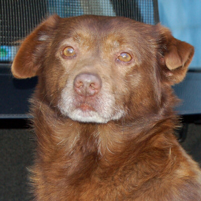 Medo, Mischling - Rüde