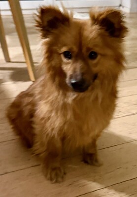 Meggi, Spitz-Mix - Hündin