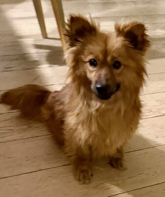 Meggi, Spitz-Mix - Hündin