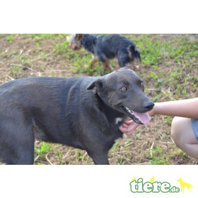 Meggi, unbekannt - Hündin