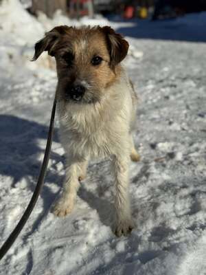 Meggie - sucht sportliche Familie, Foxterrier-Mischling Welpen - Hündin