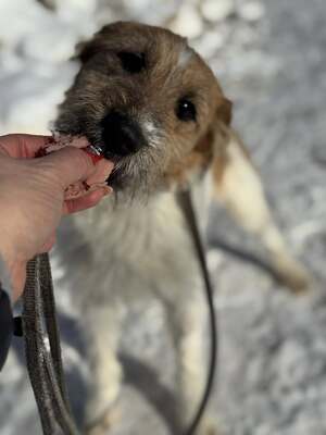 Meggie - sucht sportliche Familie, Foxterrier-Mischling Welpen - Hündin