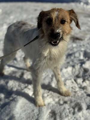 Meggie - sucht sportliche Familie, Foxterrier-Mischling Welpen - Hündin