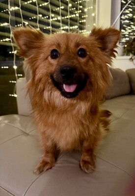 Meggy, Spitz - Hündin