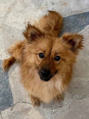 Meggy, Spitz - Hündin