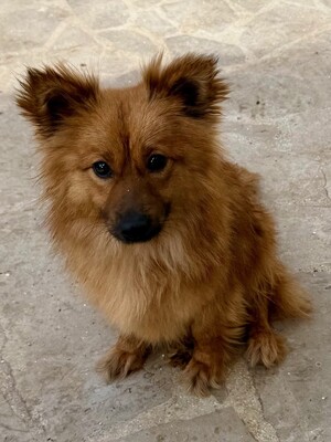 Meggy, Spitz - Hündin