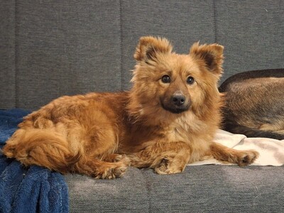 Meggy, Spitz - Hündin