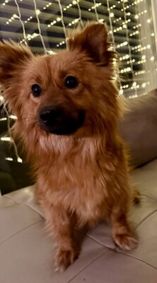 Meggy, Spitz - Hündin