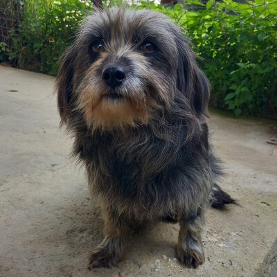 Meika - ruhig, zurückhaltend 😇/ Reserviert, Terrier-Mischling - Hündin