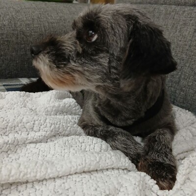 Meika - ruhig, zurückhaltend 😇/ Reserviert, Terrier-Mischling - Hündin