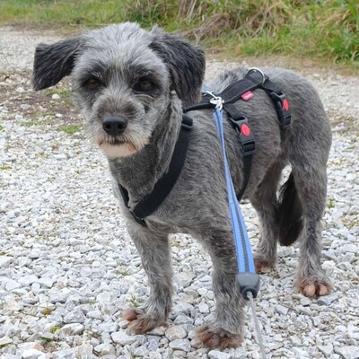 Meika - ruhig, zurückhaltend 😇/ Reserviert, Terrier-Mischling - Hündin