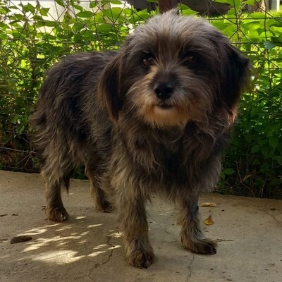 Meika - ruhig, zurückhaltend 😇, Terrier-Mischling - Hündin