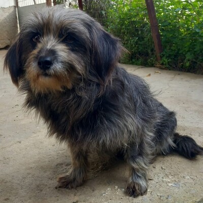 Meika - ruhig, zurückhaltend 😇, Terrier-Mischling - Hündin