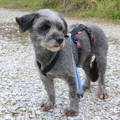 Meika - ruhig, zurückhaltend 😇, Terrier-Mischling - Hündin