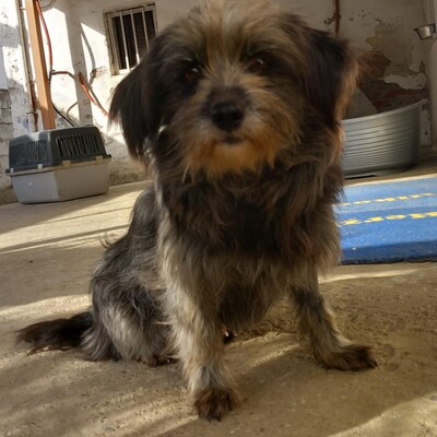 Meika - ruhig, zurückhaltend 😇/ Vorgemerkt, Terrier-Mischling - Hündin