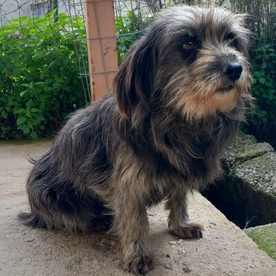 Meika - ruhig, zurückhaltend 😇/ Vorgemerkt, Terrier-Mischling - Hündin