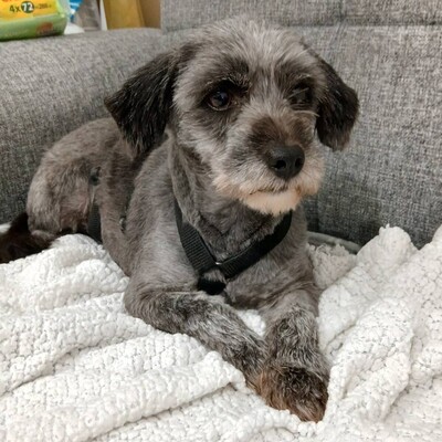 Meika - ruhig, zurückhaltend 😇/ Vorgemerkt, Terrier-Mischling - Hündin