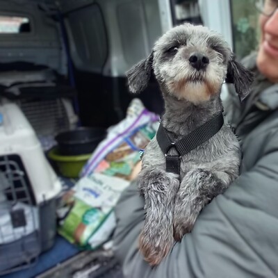 Meika - ruhig, zurückhaltend 😇/ Vorgemerkt, Terrier-Mischling - Hündin