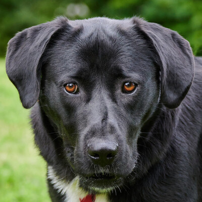 Meischa, Labrador-Neufundländer-Mix - Hündin