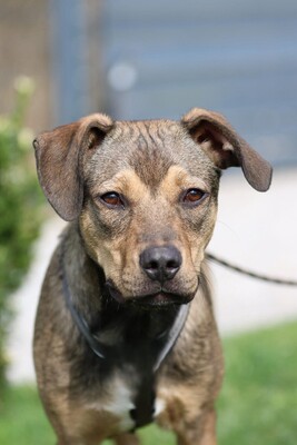 Mel, Mischling - Rüde