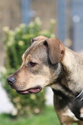 Mel, Mischling - Rüde