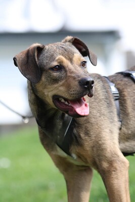 Mel, Mischling - Rüde