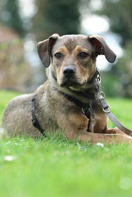 Mel, Mischling - Rüde