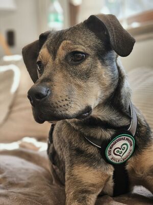 Mel, Mischling - Rüde