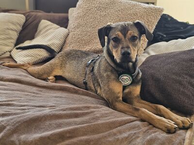 Mel, Mischling - Rüde