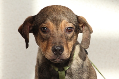 Mel, Mischling Welpen - Rüde