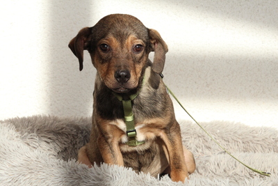 Mel, Mischling Welpen - Rüde