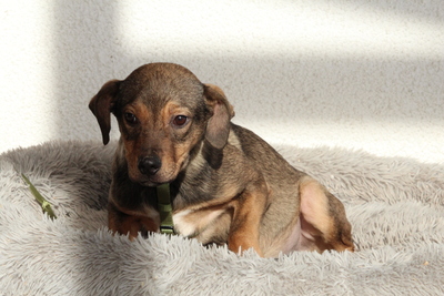 Mel, Mischling Welpen - Rüde