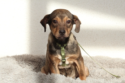 Mel, Mischling Welpen - Rüde