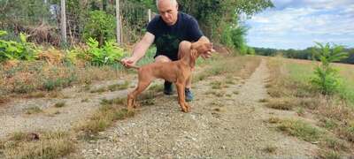 Melák, Müzli, Magyar Vizsla/Magyar Vizsla Welpen - Rüde