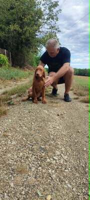 Melák, Müzli, Magyar Vizsla/Magyar Vizsla Welpen - Rüde