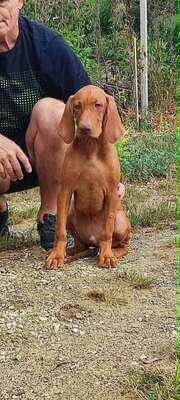 Melák, Müzli, Magyar Vizsla/Magyar Vizsla Welpen - Rüde