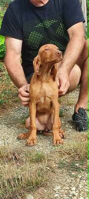 Melák, Müzli, Magyar Vizsla/Magyar Vizsla Welpen - Rüde