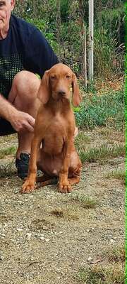Melák, Müzli, Magyar Vizsla/Magyar Vizsla Welpen - Rüde
