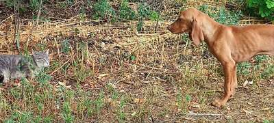 Melák, Müzli, Magyar Vizsla/Magyar Vizsla Welpen - Rüde