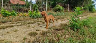 Melák, Müzli, Magyar Vizsla/Magyar Vizsla Welpen - Rüde