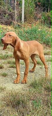 Melák, Müzli, Magyar Vizsla/Magyar Vizsla Welpen - Rüde