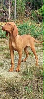 Melák, Müzli, Magyar Vizsla/Magyar Vizsla Welpen - Rüde
