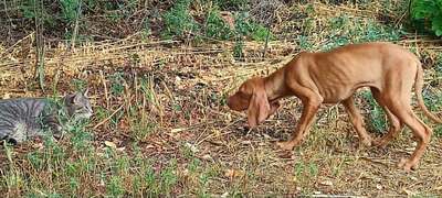 Melák, Müzli, Magyar Vizsla/Magyar Vizsla Welpen - Rüde